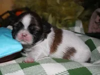 Bear, a male Shih Tzu for sale in Billings, MO – 3 of 9