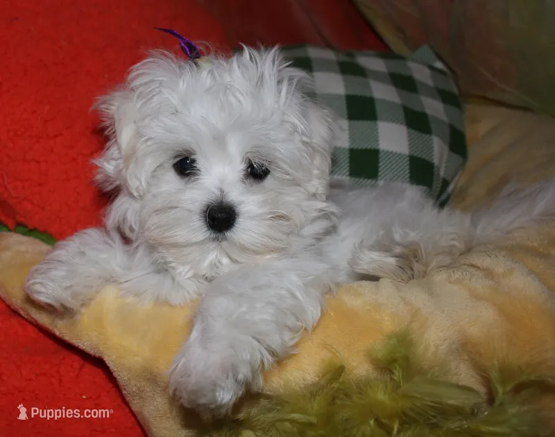 Mable – Maltese puppy for sale in Billings, MO