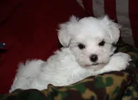 Conrad, a male Maltese for sale in Billings, MO – 5 of 9