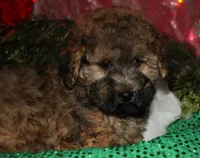 Theodore, a male Maltipoo for sale in Billings, MO – 10 of 10