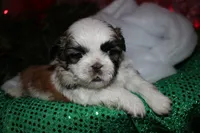 Buster, a male Shih Tzu for sale in Billings, MO – 9 of 9