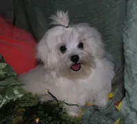 Bruiser, a male Maltese for sale in Billings, MO – 6 of 9