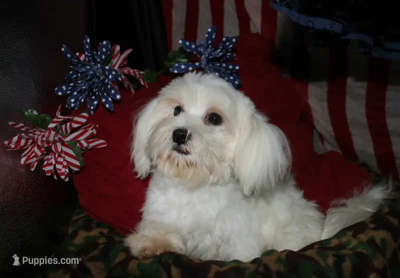 Teddy – Maltese puppy for sale in Billings, MO