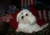 Teddy, a male Maltese for sale in Billings, MO – 2 of 10