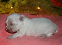 Quincy , a male Maltese for sale in Billings, MO – 4 of 9