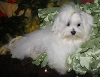 Conrad, a male Maltese for sale in Billings, MO – 9 of 9