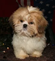 MoJo, a male Shih Tzu for sale in Billings, MO – 4 of 6