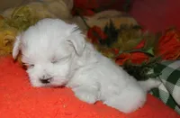 Cole, a male Maltese for sale in Billings, MO – 5 of 7