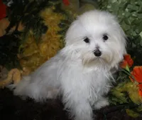 Conrad, a male Maltese for sale in Billings, MO – 3 of 9