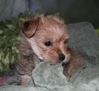 Moses , a male Morkie for sale in Billings, MO – 3 of 9