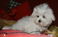 Conrad, a male Maltese for sale in Billings, MO – 3 of 9