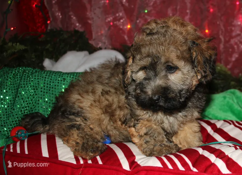 Theodore – Maltipoo puppy for sale in Billings, MO