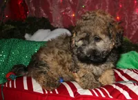 Theodore, a male Maltipoo for sale in Billings, MO – 1 of 10