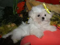 Myrtle, a female Maltese for sale in Billings, MO – 6 of 9