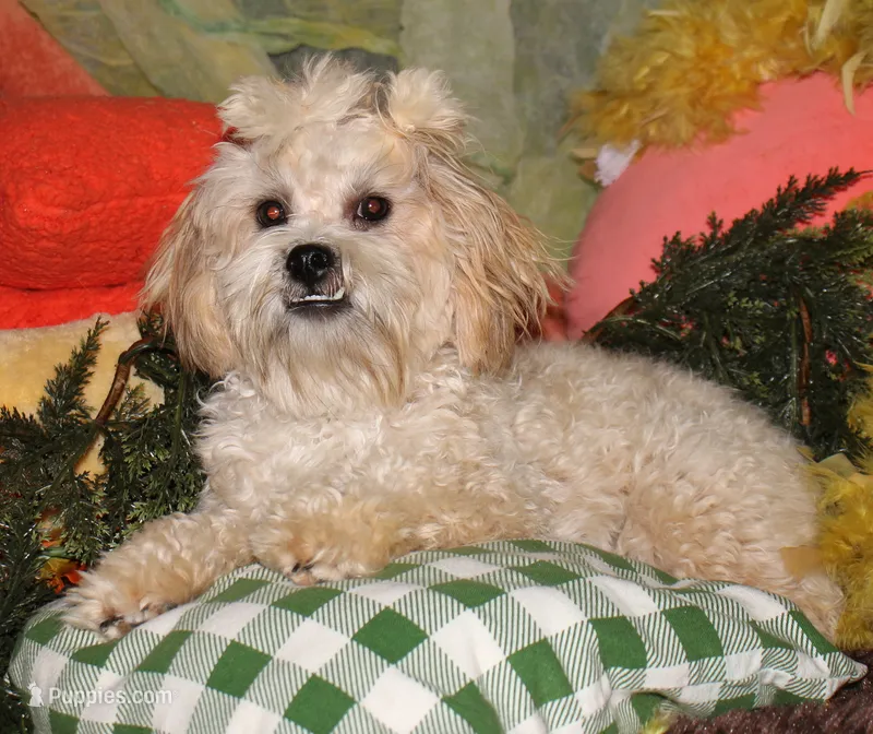 Luke – Shihpoo puppy for sale in Billings, MO