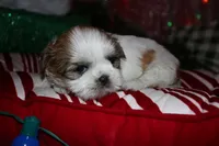 Ollie, a male Shih Tzu for sale in Billings, MO – 7 of 9