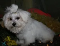 Stumpy, a male Maltese for sale in Billings, MO – 9 of 9