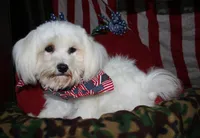 Teddy, a male Maltese for sale in Billings, MO – 5 of 10