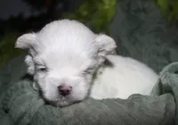 Noah, a male Maltese for sale in Billings, MO – 7 of 8