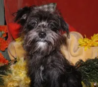 Frank, a male Morkie for sale in Billings, MO – 5 of 10