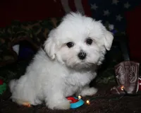 Stumpy, a male Maltese for sale in Billings, MO – 2 of 7