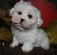 Blaze, a male Maltese for sale in Billings, MO – 2 of 9