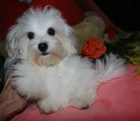 Bruiser, a male Maltese for sale in Billings, MO – 7 of 9