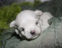Noah, a male Maltese for sale in Billings, MO – 4 of 8