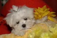 Noah, a male Maltese for sale in Billings, MO – 4 of 9