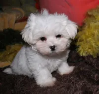 Blaze, a male Maltese for sale in Billings, MO – 5 of 9