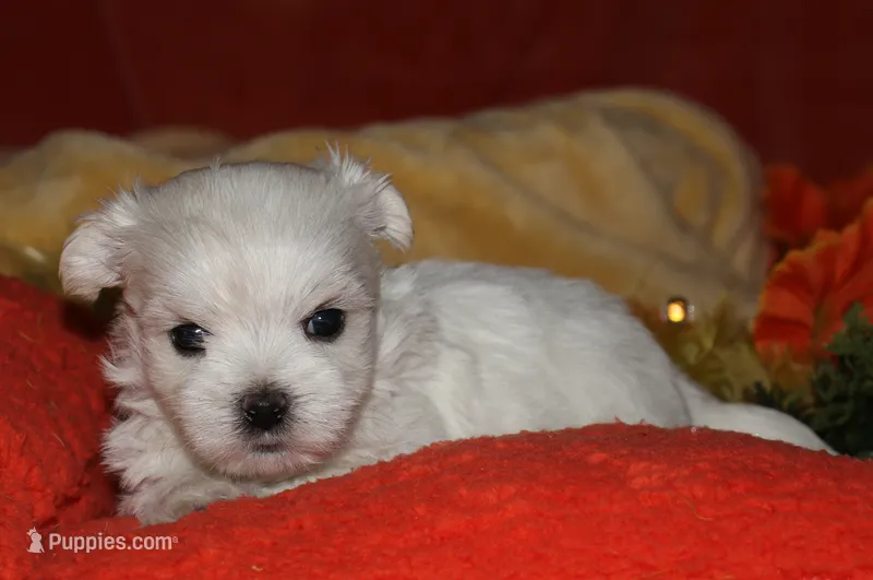 Justin – Maltese puppy for sale in Billings, MO