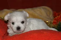 Justin, a male Maltese for sale in Billings, MO – 1 of 8