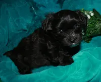 Frank, a male Morkie for sale in Billings, MO – 8 of 10