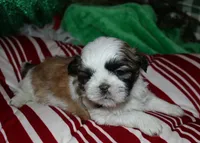Buster, a male Shih Tzu for sale in Billings, MO – 2 of 9