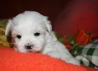 Cole, a male Maltese for sale in Billings, MO – 3 of 7