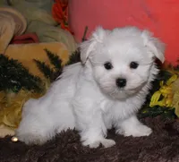 Justin, a male Maltese for sale in Billings, MO – 8 of 10