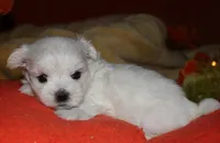 Justin, a male Maltese for sale in Billings, MO – 2 of 8