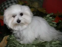 Chester, a male Maltese for sale in Billings, MO – 4 of 9