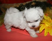 Casper , a male Maltese for sale in Billings, MO – 2 of 9