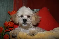 Luke, a male Shihpoo for sale in Billings, MO – 6 of 10