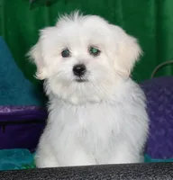 Shiloh , a female Shihpoo for sale in Billings, MO – 3 of 10