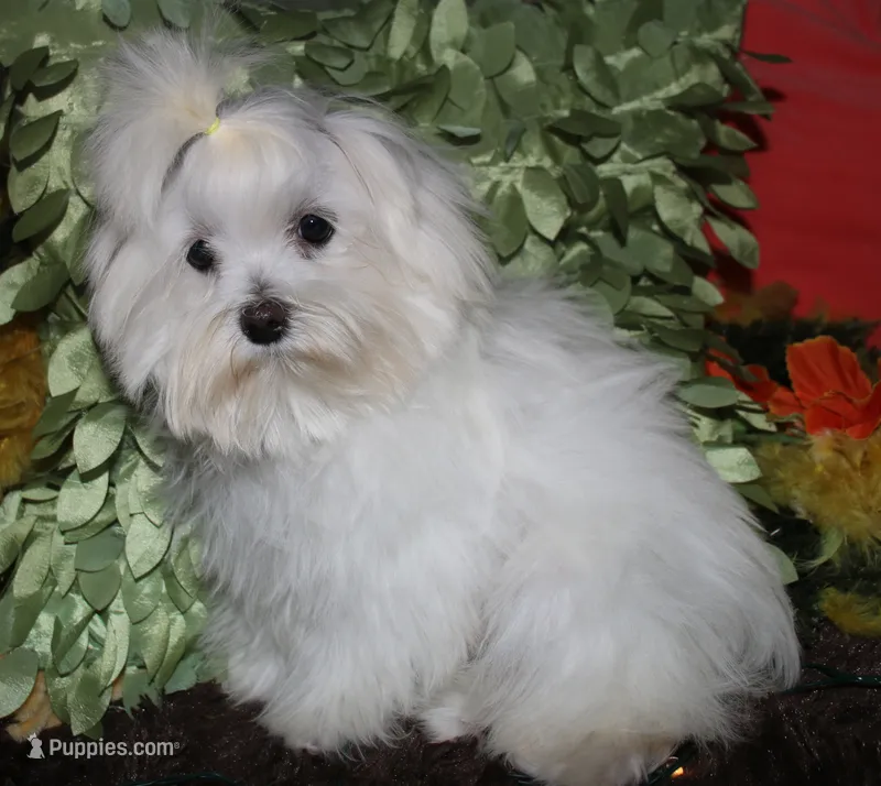 Conrad – Maltese puppy for sale in Billings, MO
