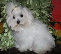 Conrad, a male Maltese for sale in Billings, MO – 1 of 9