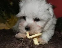 Ziggy , a male Maltese for sale in Billings, MO – 2 of 10