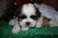 Cooper, a male Shih Tzu for sale in Billings, MO – 8 of 9