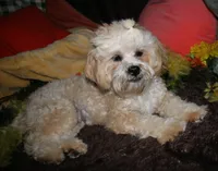 Luke, a male Shihpoo for sale in Billings, MO – 10 of 10