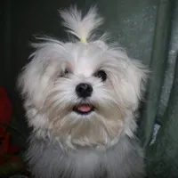 Noah, a male Maltese for sale in Billings, MO – 8 of 9