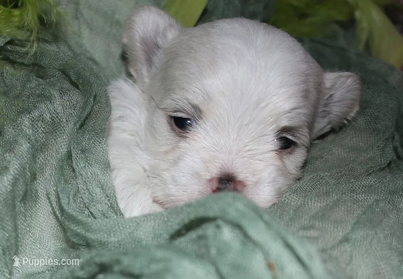 Fred – Maltese puppy for sale in Billings, MO