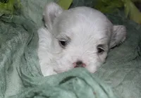 Fred, a male Maltese for sale in Billings, MO – 1 of 7
