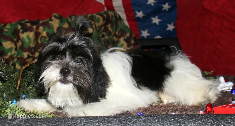 Weston – Shihpoo puppy for sale in Billings, MO